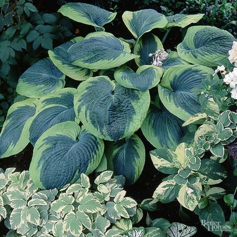 There's an amazing number of hostas available in different sizes, shapes, and colors. Discover which will look best in your yard. Hosta And Astilbe Shade Garden, Hostas For Shade, Small Hosta Varieties, Perennials For Shade, Hosta Frances Williams, Hosta Great Expectations, Hosta Plantaginea, Hosta Care, Wide Brim Hosta