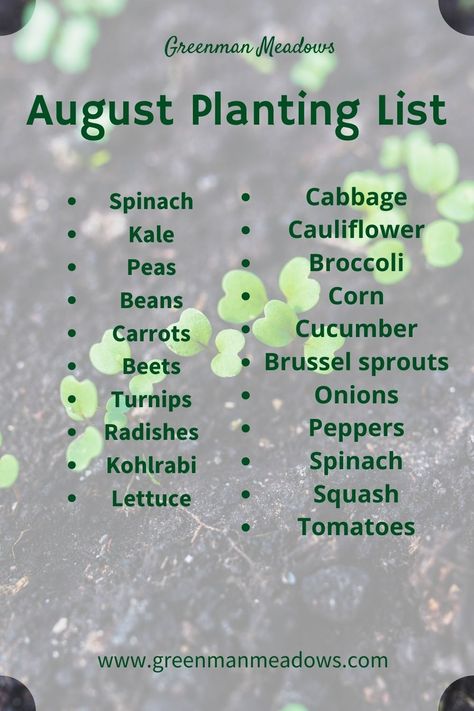 Seeds To Plant In August, Plant In September Zone 8, August Garden Planting, Fall Garden Vegetables Zone 8, August Planting, What To Plant In August, Fall Gardening Ideas, Cold Frames, Fall Gardening