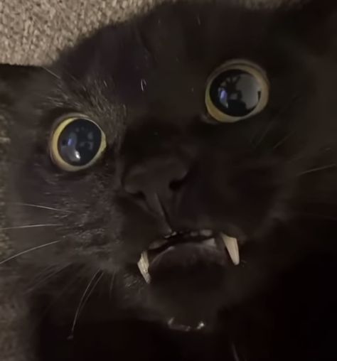 Cat With Fangs, Pfp Vampire, Black Cat Icon, Black Cat Pfp, Pets Aesthetic, Cats Pretty, Fluffy Black Cat, Black Cat Aesthetic, Vampire Cat