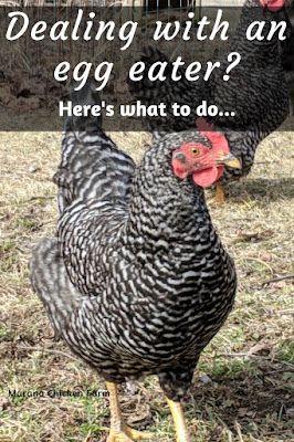 Dealing with an egg eating chicken? Here's what to do to get her to stop, and how to discourage them from starting in the first place! Chicken Coups, Chicken Pecking, Cute Chicken Coops, Chicken Care, Backyard Chicken Farming, Chicken Eating, Raising Backyard Chickens, Backyard Poultry, Chicken Garden