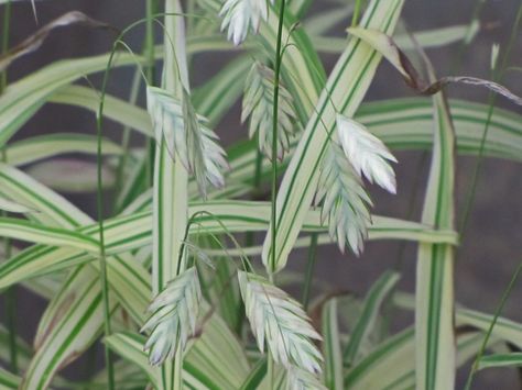 Chasmanthium latifolium 'River Mist' • Variegated Northern Sea Oat - height to 3 feet, root hardy to -30 degrees, sun to full shade, all parts of the plant are poisonous if ingested, green and near white blooms from mid summer to early fall, average water needs Northern Sea Oats, Sea Oats, Song Sparrow, Patio Pots, Variegated Plants, Front Yard Garden, Back Gardens, Foliage Plants, Ornamental Grasses