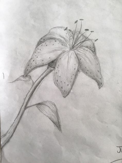 Orchid Sketch, Orchid Drawing, Drawings Simple, Art Drawings Simple, Pencil Drawing, Maple Leaf Tattoo, Card Art, Drawing Ideas, Drawing Sketches