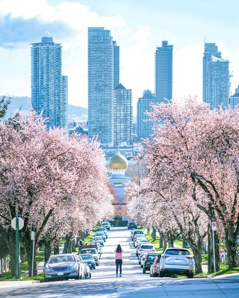 cherry blossom trees vancouver Spring In Vancouver, Vancouver Cherry Blossoms, Uw Cherry Blossoms, Cherry Blossom Vancouver, Cherry Blossom In Tokyo, Cherry Blossom In India, Dream Holidays, Cherry Blossom Trees, Cherry Blossom Tree