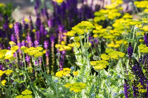 How to Design a Cottage Garden - Forgotten Medicinal & Edible Plants Cottage Garden Borders, Winter Park Colorado, Annual Garden, Globe Amaranth, Medicinal Herb, Cottage Garden Plants, Culinary Herbs, Garden Borders, Edible Plants