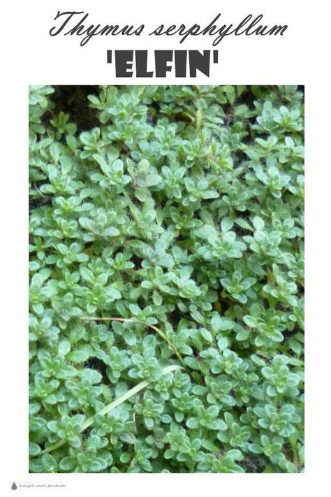 Thymus serpyllum 'Elfin'; the most compact and adorable of all thyme varieties; make a thyme lawn or use it to soften and drape Thyme Ground Cover, Thyme Lawn, Elfin Thyme, Wooly Thyme, Pea Trellis, Miniature Garden Plants, Labyrinth Garden, Thymus Serpyllum, Thyme Plant