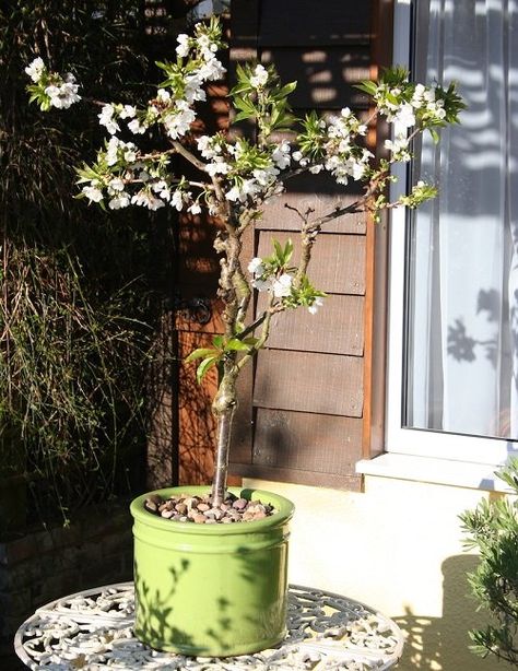 How to Grow Cherry Blossoms in a Pot | Balcony Garden Web Potted Cherry Tree, Pot Aesthetic, Growing Cherry Trees, How To Grow Cherries, Trees In Pots, Companion Planting Vegetables, Small House Garden, Tree In Pot, Herb Containers