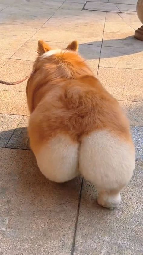 Funny Animal Clips, Baby Corgi, Funny Puppies, Puppy Funny, Cute Corgi Puppy, Funny Corgi, Corgi Puppies, Corgi Pictures, Cutest Puppies