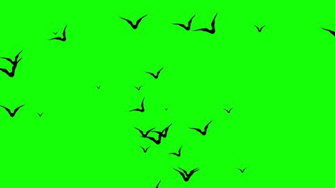 Get a 20.000 second a swarm of spooky halloween stock footage at 30fps. 4K and HD video ready for any NLE immediately. Choose from a wide range of similar scenes. Video clip id 1038135116. Download footage now! Simple Photo Frame, Bats Flying, Green Screen Footage, Bat Flying, Background Images Free Download, Green Background Video, Bird Gif, 3d Light, Screen Video