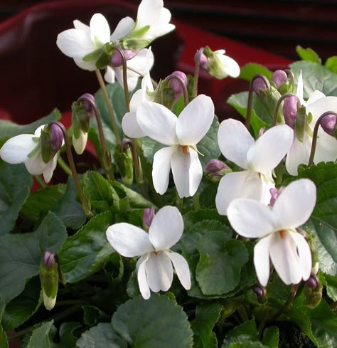 Sweet Violet 'Miracle Bride White' (Viola odorata) White Violet, Violet Plant, Sweet Violets, White Plants, Moon Garden, Love Garden, Violet Flower, White Gardens, Perennial Plants