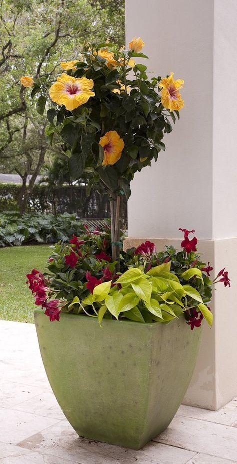 Tropical hibiscus are vulnerable in freezing temperatures, so yes, move it to your garage when the thermometer dips.  Dissolve 1 tablespoon each of a balanced water-soluble fertilizer (Peter's 20-20-20), Epsom salts and KNO3 (potassium nitrate) in 1 gallon of water.  Apply Epsom salts at a rate of 1 tablespoon per gallon of pot size, or throw a healthy handful around grounded plants once a month.  The rains have prompted mushrooms - above-ground fruiting/reproductive bodies of fungi - to spr... House Flower Arrangements, Plants Around Pool, Tropical Flower Arrangements, Container Gardening Flowers, Tropical Hibiscus, Wedding Garden, Garden Containers, Garden House, Container Flowers