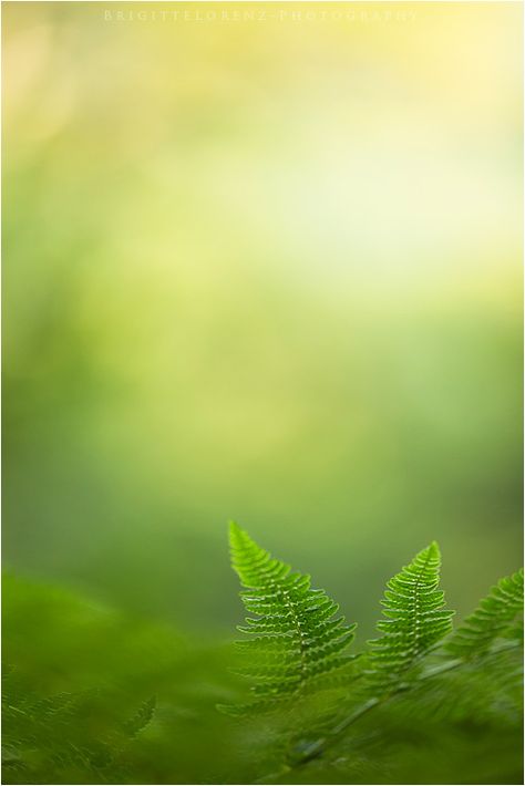 the green and the light.... | by Brigitte Lorenz Best Iphone Wallpaper, 2018 Wallpaper, Wallpapers Iphone, Best Iphone, Green Nature, Green Space, Spring Green, Green Aesthetic, Nature Wallpaper