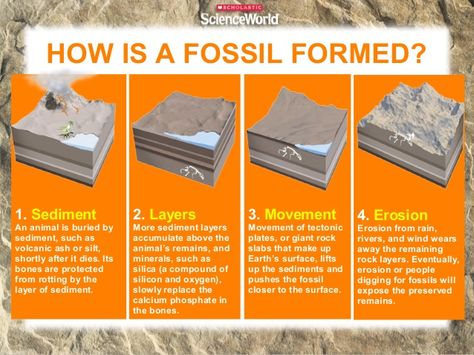 SIX MAIN TYPES OF FOSSILS  Petrified Fossils  Molds  Casts  Carbon Films  Trace Fossils  Preserved Remains Types Of Fossils, Nano Reef Tank, Second Grade Science, Layer By Layer, Steam Projects, Rock River, Diagram Design, Earth From Space, Elementary Science