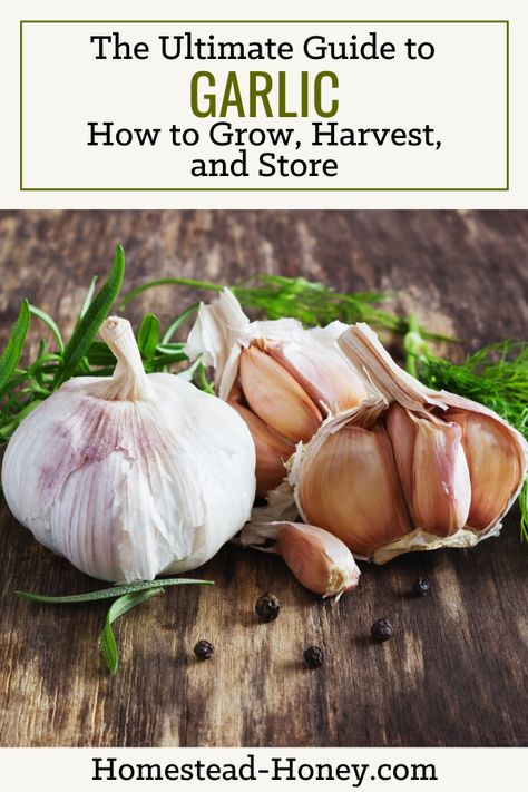 How To Plant Garlic, Garlic Garden, Plant Garlic, Harvesting Garlic, How To Store Garlic, Growing Ginger, Planting Garlic, Diy Herb Garden, Growing Garlic