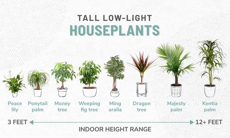 33 Low-Light Houseplants to Bring Your Space to Life | ApartmentGuide.com Indoor Trees Low Light, Indoor Plants For Low Light, Plants For Low Light, Best Indoor Trees, Tall Indoor Plants, Low Light House Plants, Indoor Plants Low Light, Houseplants Low Light, Low Light Indoor Plants