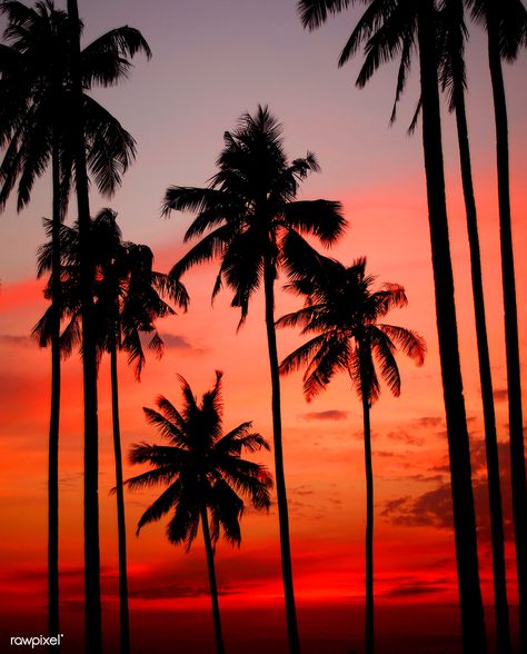 Sunset on a tropical Island | premium image by rawpixel.com Beach Curtains, Tree Wallpaper Iphone, Palm Trees Wallpaper, Palm Tree Silhouette, Coconut Palm Tree, Sunset Images, Coconut Trees, Palm Trees Beach, Nature Architecture