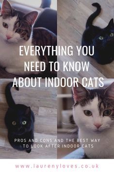 How To Look After A Kitten, Cat Tips Indoor, Indoor Cat Ideas, Cats Astethic, Kittens Care, Spoiled Cat, Cat Remedies, Cat Communication, Inside Cat