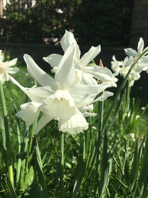 White Daffodils White Daffodil Aesthetic, Daffodil Aesthetic, White Daffodils, Garden Bulbs, Green Aesthetic, Daffodils, Flower Power, Garden Plants, White Flowers