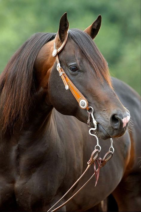 Brown Quarter Horse, Website Setup, Pony Breeds, American Quarter Horse, Black Horses, Most Beautiful Horses, Most Beautiful Animals, Horses And Dogs, Horse Drawings