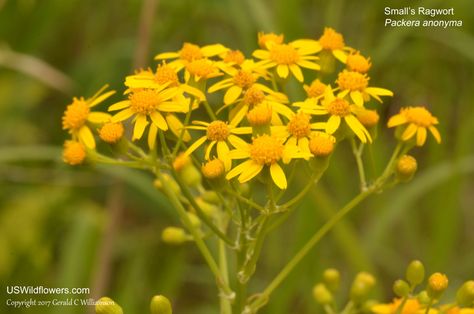 Travel And Leisure, Native Plants, Runes, Wild Flowers, Plants, Flowers, Floral