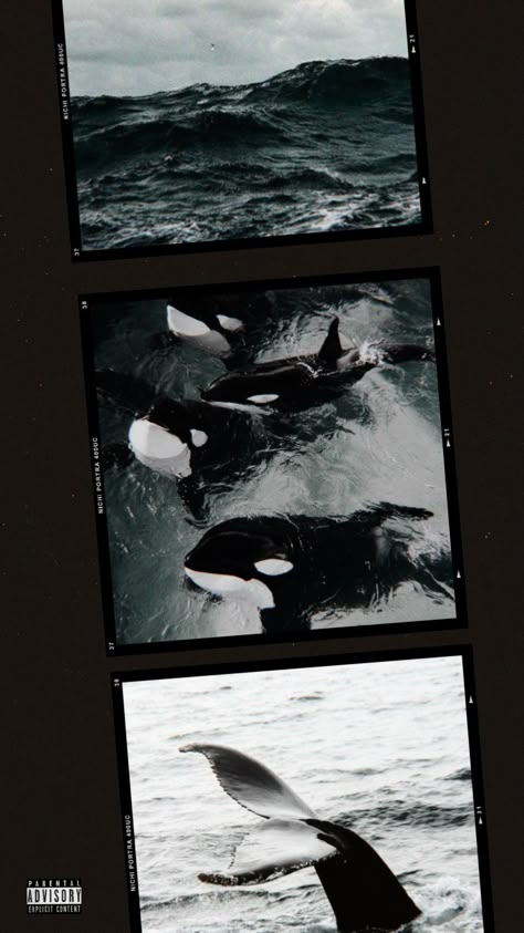 Orca Whale Background, Orca Wallpaper Hd, Wallpaper Whale Aesthetic, Phone Wallpaper Orca, Sea Animal Wallpaper Aesthetic, Orca Aesthetic Art, Cute Orca Wallpaper, Orca Lockscreen, Orca Whales Aesthetic