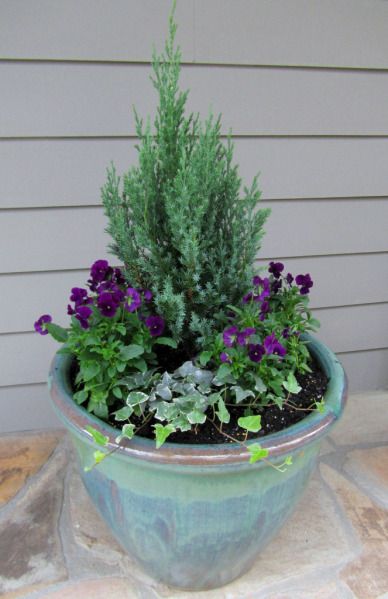 Year before last we planted a small evergreen, surrounded by winter pansies and trailing ivy.  (Click photo to enlarge) Winter Pansies, Winter Pots, Winter Container Gardening, Fall Container Gardens, Winter Planter, Fall Containers, Container Garden Design, Container Gardening Ideas, Container Planting