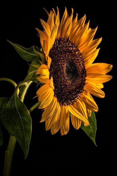 Photo Realism, Sunflower Iphone Wallpaper, Sunflower Photography, Sunflowers And Daisies, Sunflower Pictures, Plant Background, Sunflower Wallpaper, Wallpaper Dark, Sunflower Art