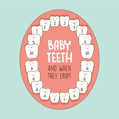 Teeth Poster, Teeth Eruption, Dental Posts, Teething Babies, Dental Hygiene School, Dental Fun, Dental Facts, Pediatric Dental, Teeth Implants