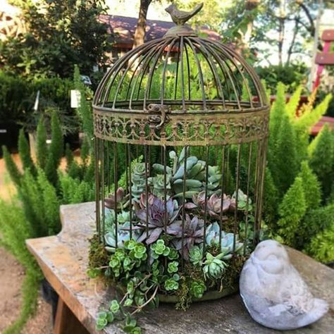 Birdcage Flower Planters: Stunning Recycling Ideas Succulents Birdcage, Succulent Birdcage, Diy Birdcage, Pretty Succulents, Birdcage Planter, Front Porch Plants, Cage Decor, Succulent Ideas, Chair Planter