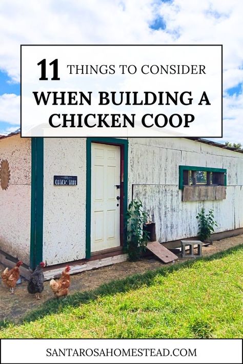 When buying your first chickens for your homestead it is important to know what they need to thrive. Here I will be sharing 11 essential needs for your feathered friends! Solar Powered Fan, Chicken Roost, Meat Birds, Fancy Chickens, Chicken Farming, Laying Hens, Egg Production, Building A Chicken Coop, Forest Garden