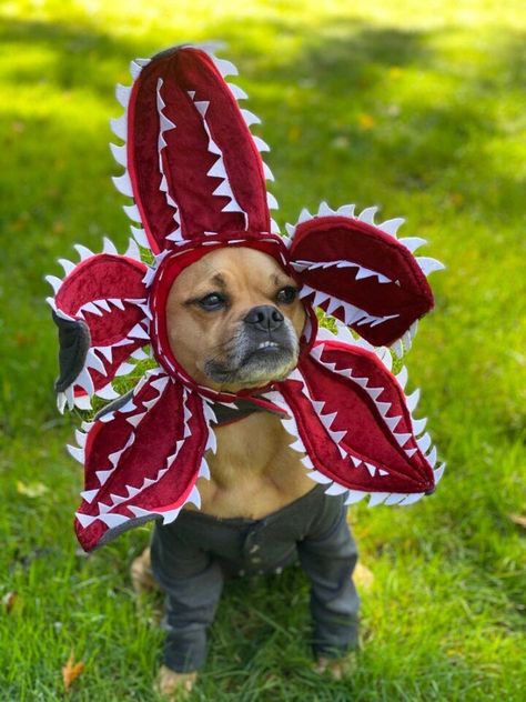 Dog Horror Costume, Dog Costumes Funny Hilarious, Dog Ninja Turtle Costume, Dog Octopus Costume, Stranger Things Dog Costume, Halloween Costumes For Black Dogs, Corgi Costume Halloween, Group Dog Halloween Costumes, Border Collie Halloween Costumes