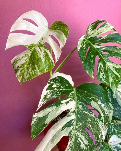 Two Plant Mamas on Instagram: "Happy monstera Monday! 🪴✨ I was just looking at our feed and thought that we share all our monsteras so often that we should probably just rename ourselves two monstera mamas! But in our defence- what can you do when they look THIS sexy?! 🙏 . *gifted by @plantlovers.eu . #monstera #monsteramonday #monsteraalbo #monsteraalbovariegata #variegation #variegatedplants #plantsofinstagram #plantstagram #plants #plantcommunity #plantcollection #houseplants #houseplants Art Study, Variegated Plants, Monstera Plant, Plant Collection, Art Studies, Plant Leaves, Canning, Plants, On Instagram