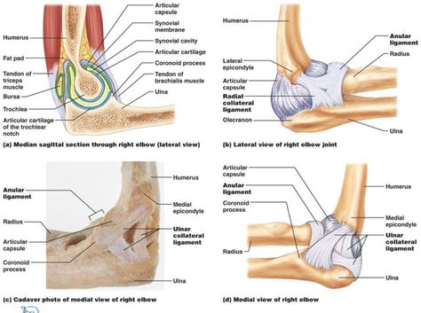 Elbow Joint: Anatomy, Movement & Muscle involvement » How To Relief Brachialis Muscle, Anatomy Movement, Elbow Anatomy, Triceps Brachii Muscle, Anatomy Help, Joints Anatomy, The Skeletal System, Radial Nerve, Ulnar Nerve