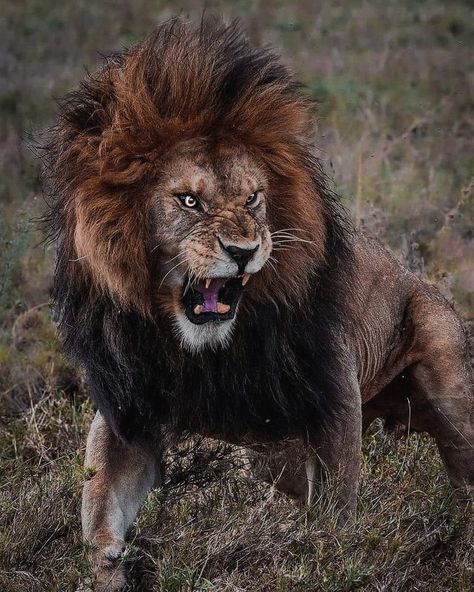 Angry Animals, Lion Photography, Lions Photos, Scary Animals, Wild Animals Pictures, Lion Pictures, African Lion, Majestic Animals, Cheetahs