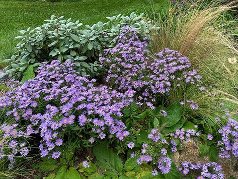 woods blue with sage Wood Aster, Green Industry, Aster Flower, Front Lawn, Blue Wood, Seasonal Celebration, Perennial Garden, Types Of Plants, Secret Garden