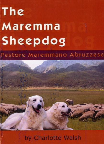 Our life with the Maremma Sheepdog – grandedaze.com Maremma Dog, Maremma Sheepdog, Pyrenean Mountain Dog, Purple Vans, Good Citizen, We Are The Champions, Lucky Luke, Police Dogs, Mountain Dog