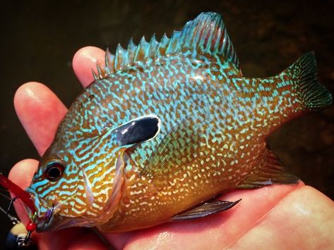 Longear Sunfish, Photos Of Fish, Wild Water, Wild Waters, Freshwater Fish, Bass Fishing, Fish Tank, Fresh Water, Fish Pet