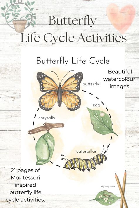 Butterfly Life Cycle Activities: Montessori inspired for nature lovers, a resource for school, home and home schooling, activities for children of all abilities to enjoy. Use the activities to teach your children about the butterfly's life cycle, the anatomy of a butterfly and develop discussion and understanding of the importance of butterflies in the ecosystem and the dangers of habitat destruction. Get your little ones soaring with this exciting activity! #EmmaEducates #ButterflyLifeCycle Butterfly Life Cycle Activity, Life Cycle Activities, Labeling Activities, Scientific Drawing, Life Cycles Activities, Rabbit Life, Butterfly Life Cycle, Butterfly Poster, Home Schooling