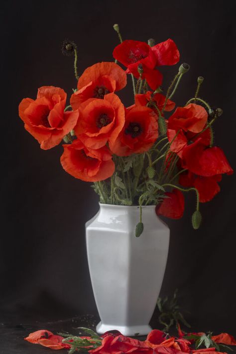 Poppy Flower Reference, Poppy Flowers Bouquet, Red Poppy Bouquet, Poppy Flower Aesthetic, Poppies In Vase, Poppy Pictures, Poppy Paintings, Poppy Flower Bouquet, Poppies Bouquet