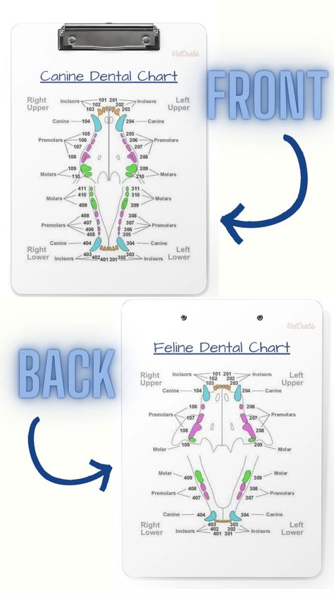 Canine And Feline Dental Chart, Feline Dental Chart, Canine Dental Chart, Veterinary Assistant, Vet Medicine, Vet Med, Vet Tech, Clipboard, Veterinarian