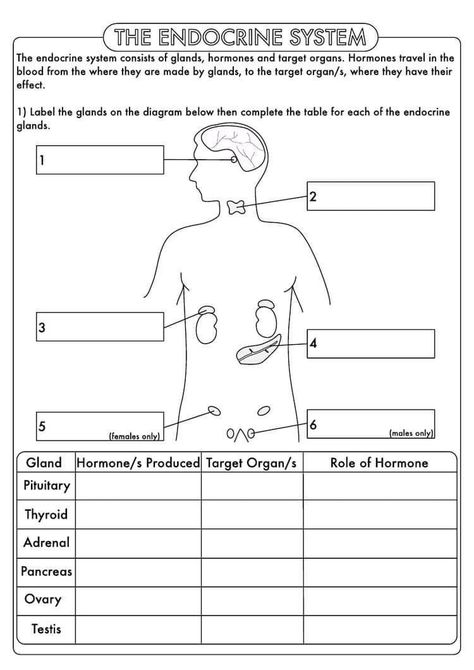 Body Systems Middle School, Endocrine System Activities, Biology Activities High School, Body Systems Worksheets, Igcse Biology, Gcse Biology, Human Biology, Biology Worksheet, Gcse Revision