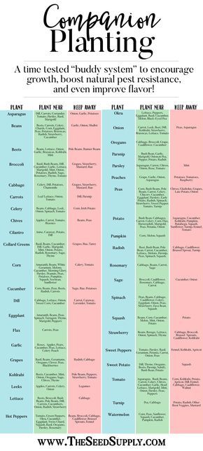 Planting Chart, Companion Planting Chart, Companion Planting Vegetables, Companion Gardening, Spring Veggies, Garden Companion Planting, Growing Tomatoes In Containers, Garden Layout Vegetable, Garden Types