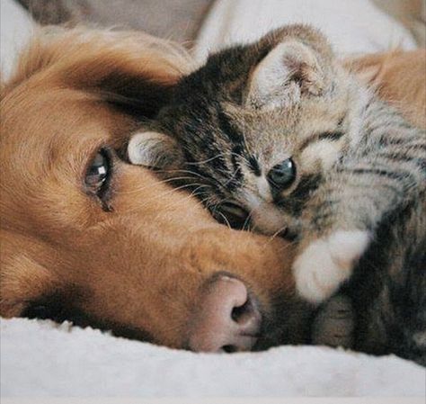 pinterest ; @livtant Puppy Dog Pictures, Image Chat, Animals Friendship, Cute Cats Photos, Appaloosa, Quarter Horse, Cute Animal Pictures, Cat And Dog, Animal Friends