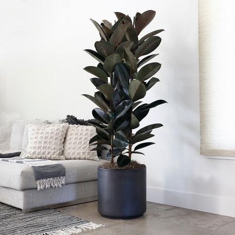 Modern Indoor Plants, Fall Potted Plants, Plants Indoor Design, Shade Plants Container, Indoor Green Plants, Fall Container Plants, Fall Pots, Tall Indoor Plants, Indoor Plants Styling