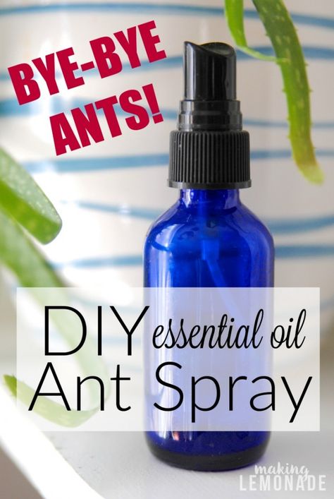 Ah, spring. The buds on the trees, the flowers blooming, and the sugar ants streaming across your kitchen countertop. Wait, WUT? It happens each year, those tiny ants that pop up seasonally around kit Diy Ant Spray, Essential Oils Ants, Ant Spray, Get Rid Of Ants, Essential Oil Spray, Toilet Spray, Diy Essentials, Diy Kosmetik, Diy Toilet