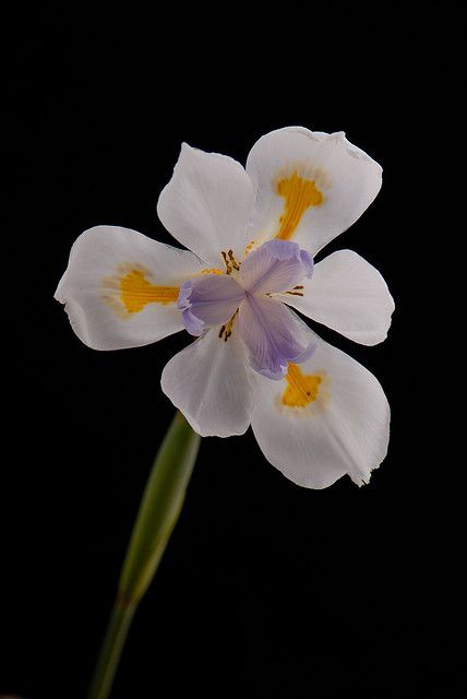 Moraea iridioides (Fortnight Lily, African Iris) Fortnight Lily, Mum In Heaven, African Iris, Energy Frequency, Fractal Patterns, Flowers Bloom, Iris Flowers, Green Flower, Irises