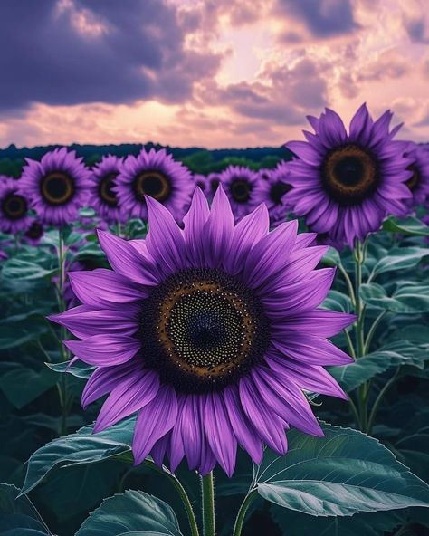 Purple Sunflower, Sunflower Photography, Helianthus Annuus, Crochet Edging Patterns, Sun Water, Sunflower Wallpaper, Garden Light, Sunflower Art, Purple Love