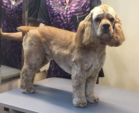 20 Best Cocker Spaniel Haircuts for Your Puppy – Page 4 – The Paws How To Groom Cocker Spaniel, Spaniel Haircut, Crocker Spaniel, Cocker Spaniel Haircut, American Spaniel, Cocker Spaniel Grooming, Unusual Pets, Cocker Dog, Puppy Life