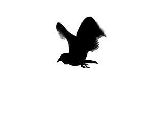 WORLD'S MOST POWERFUL FEMALE WITCH: HAVING PROBLEMS? WORRY NO MORE! MEET THE WORLD'S M... Fly Gif, Blackbird Art, Dark Mind, Illustration Tumblr, Black And White Gif, Bird Flying, Bird Gif, The Darkest Minds, Png Aesthetic