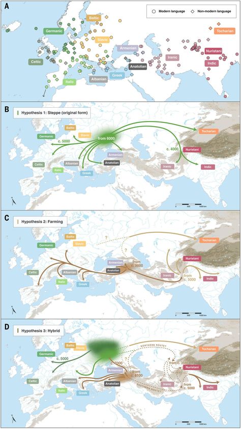 New Insights into the Roots of the Indo-Europeans: How the Caucasus-Lower Volga Cline Shaped Their Genetic and Linguistic Heritage Language Tree, Language Evolution, Dravidian Languages, Indo European, Human Migration, European People, Language Families, Human Geography, European Languages