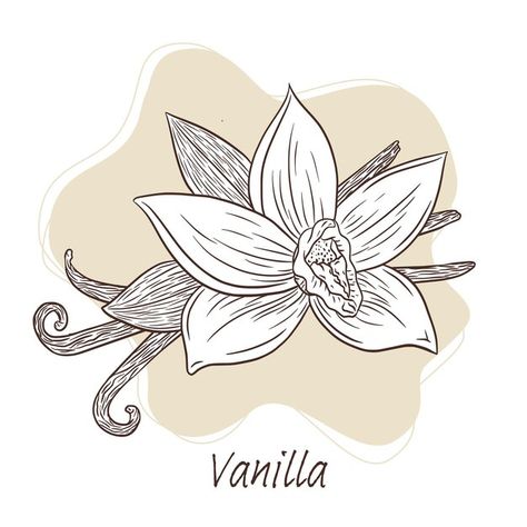 Vanilla Plant Illustration, Vanilla Flower Illustration, Vanilla Flower Tattoo, Vanilla Tattoo, Emblem Tattoo, Plant Outline, Nature Doodle, Recipe Menu, Vanilla Flower